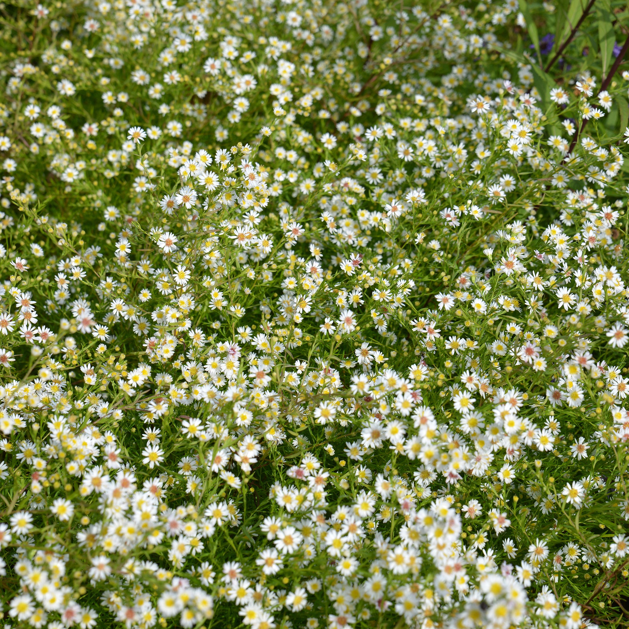 Bakker Plantes vivaces Aster éricoïde Snowflurry fleur blanche pot