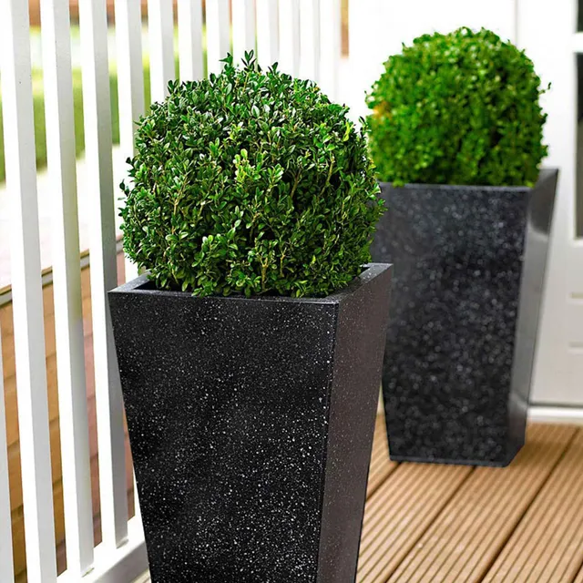 Bakker Buis boule Buxus pot 2L persistant 20 cm