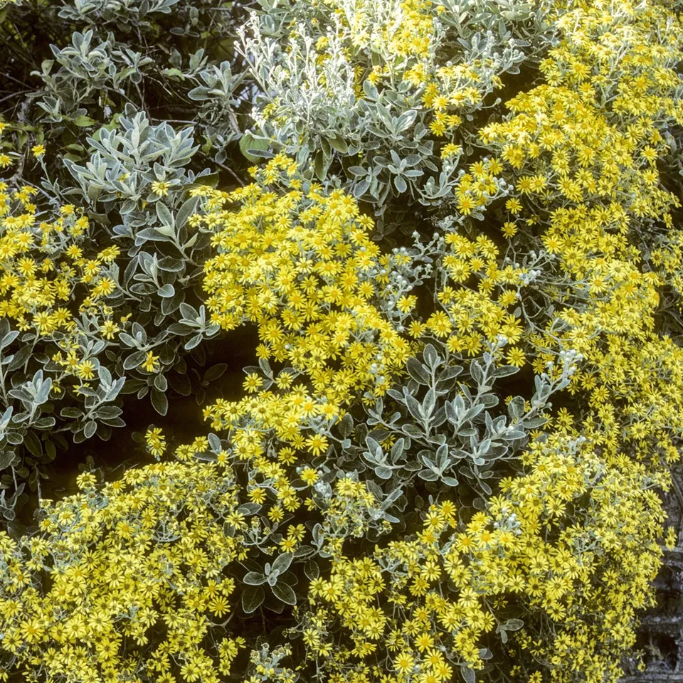 Bakker Senecio compacta Drysdale plante grasse 25cm jaune