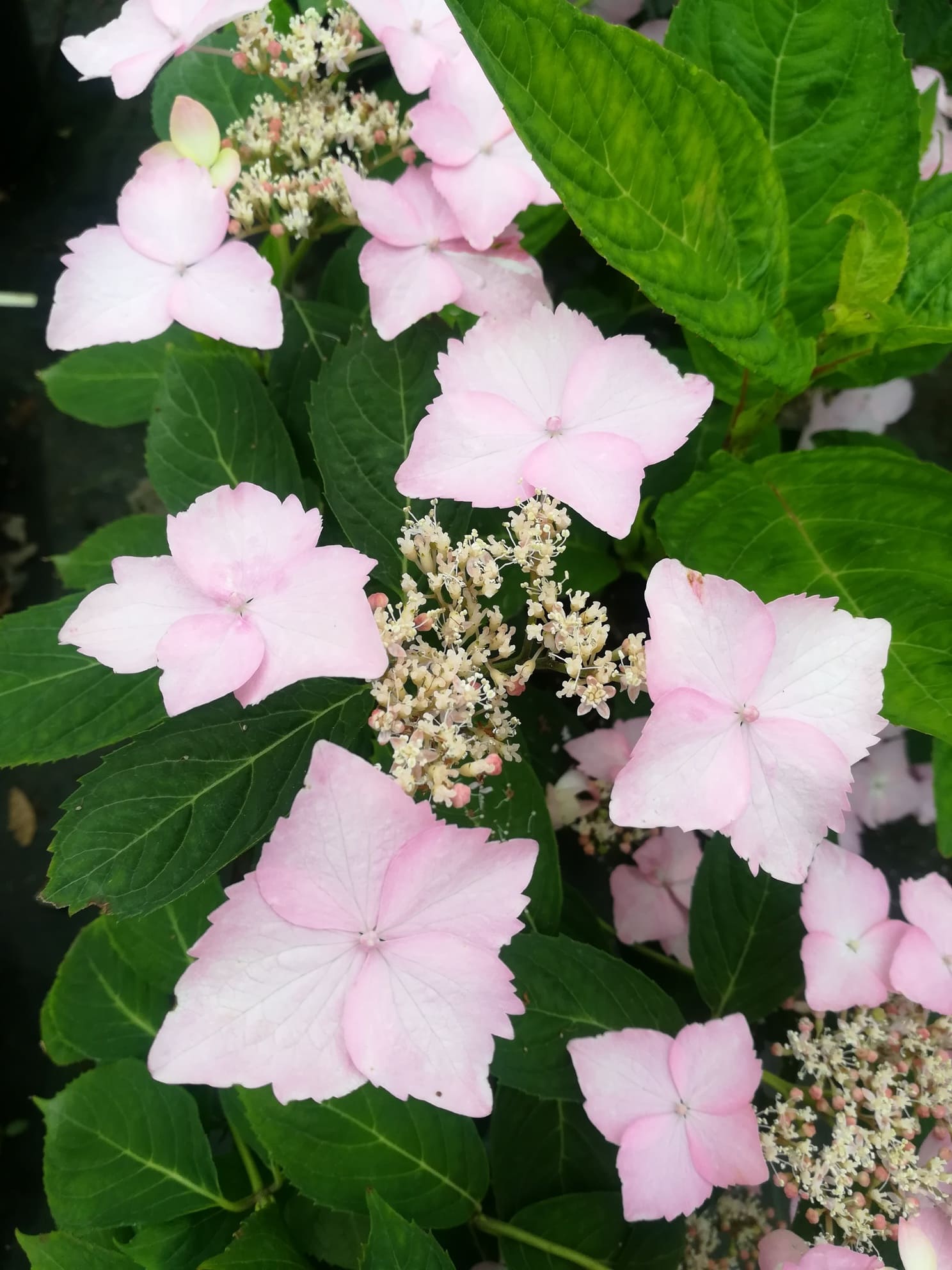 Les Hortensias du Haut Bois Diadem hortensia serrata dentelé