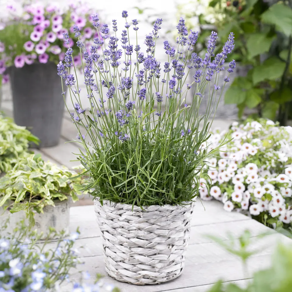 Bakker Lavande vraie Munstead pot 2L violette rustique