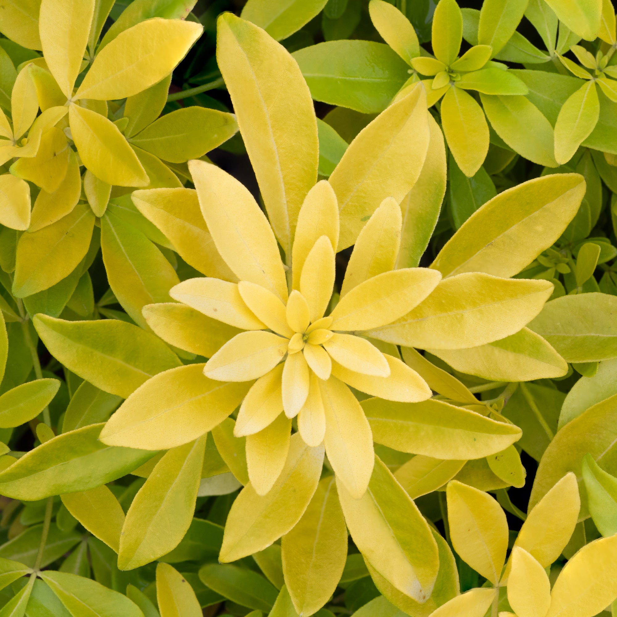 Bakker Oranger Mexique doré Choisya pot 8cm persistant