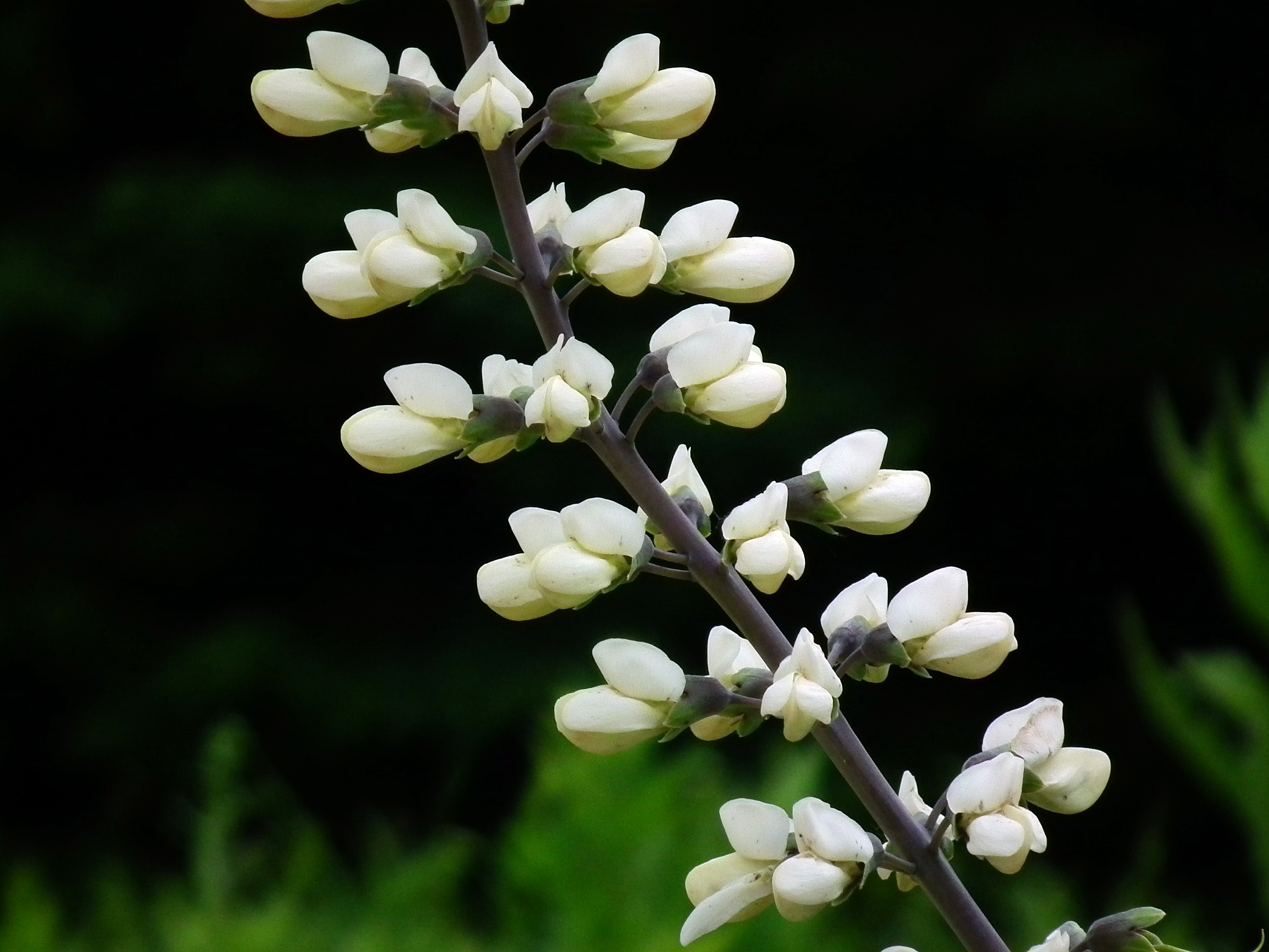 Baptisia australis Alba lupin indigo pot 1L fleurs blanches