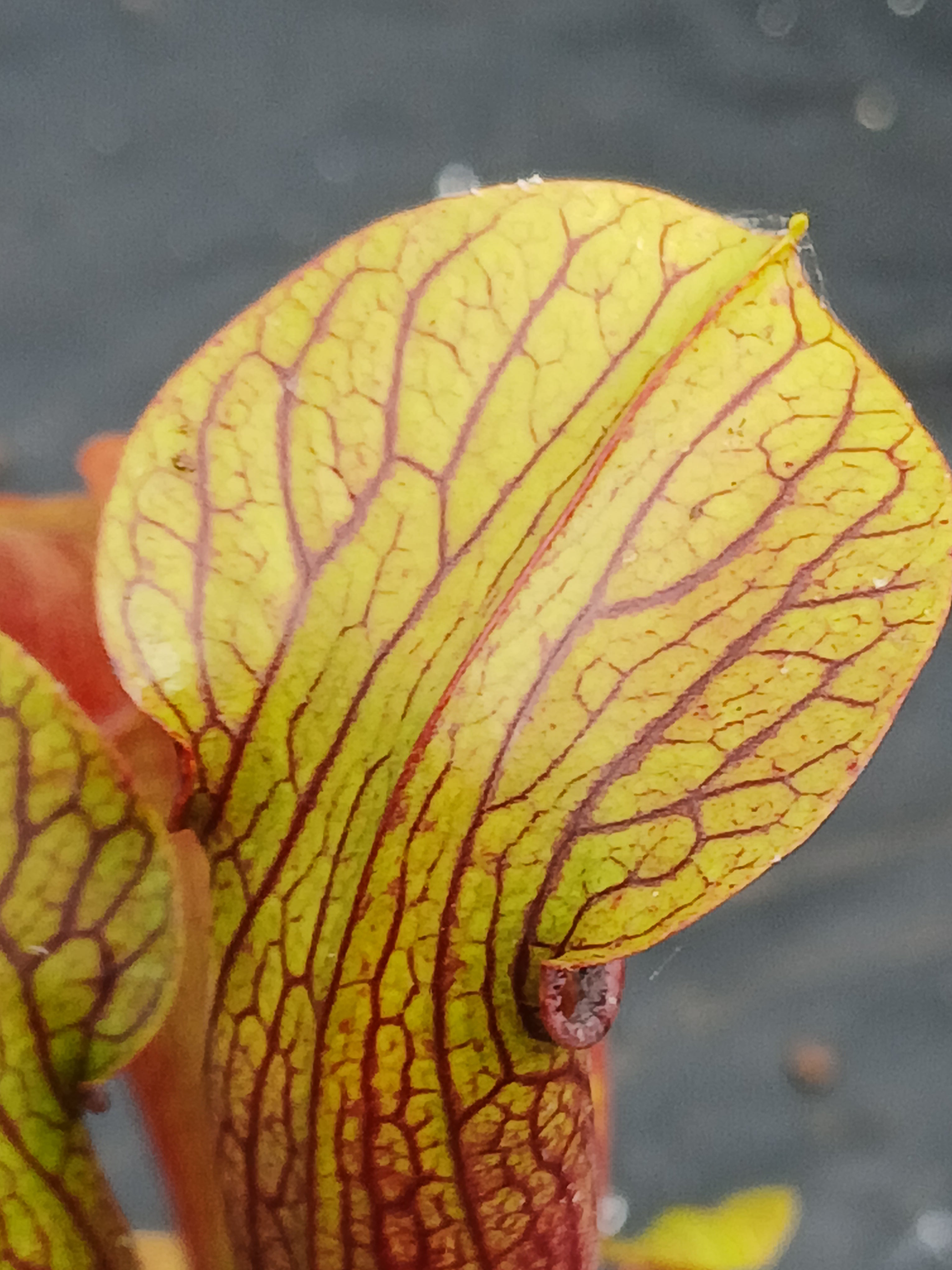 Carniflore Sarracenia rubra jonesii Caesar’s Head plante carnivore