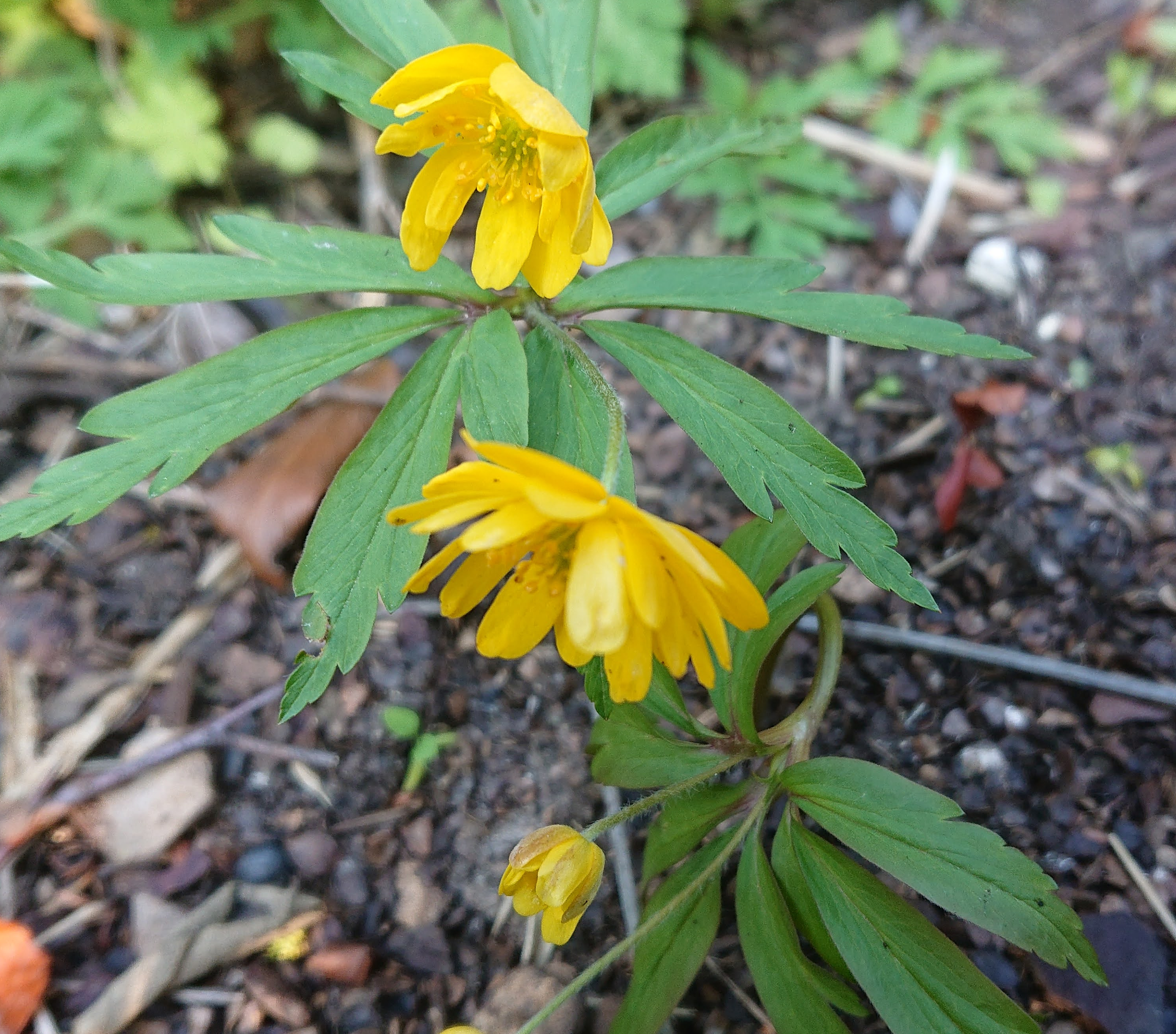 Passion Vivaces ANEMONE ranunculoides Pleniflora anémone jaune double godet