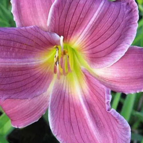 Bakker Indian Giver hémérocalle pot 9cm violet