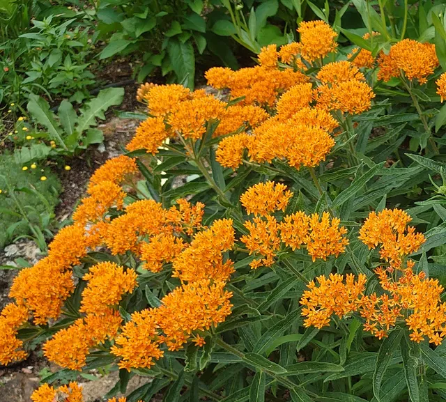 Passion Vivaces ASCLEPIAS tuberosa vivace orange pot 1 litre