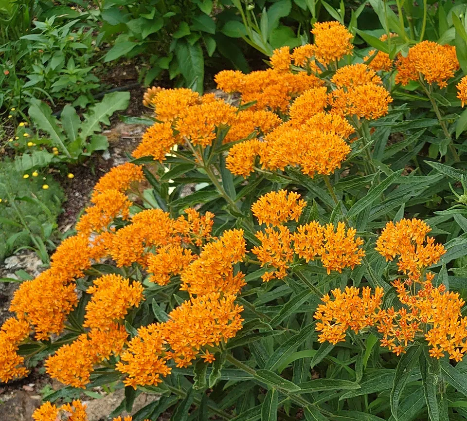 Passion Vivaces ASCLEPIAS tuberosa vivace orange pot 1 litre