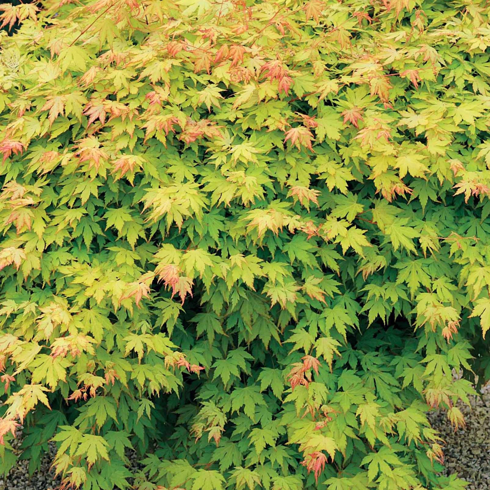 Bakker Érable du Japon Orange Dream arbre pot 1.2L