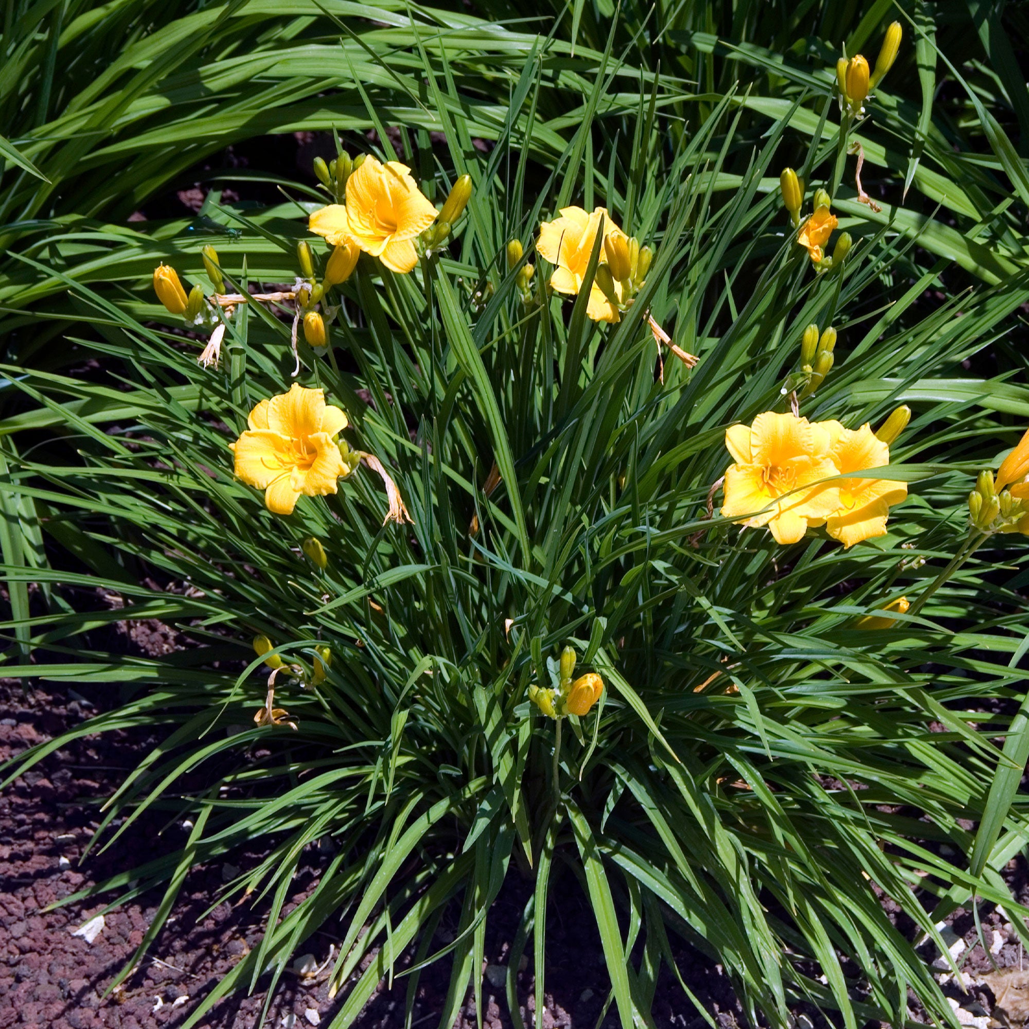 Bakker Hémérocalle Stella de Oro vivace jaune pot Ø 9cm