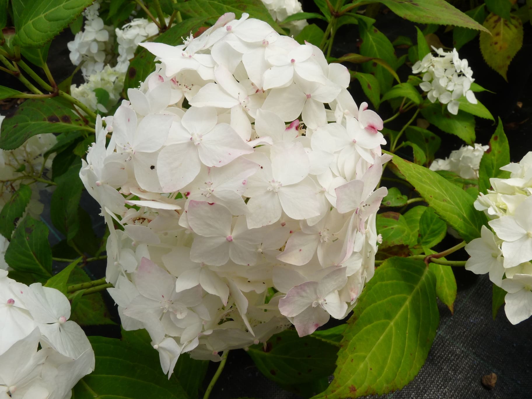 Les Hortensias du Haut Bois Hydrangea serrata Warabe hortensia montagne