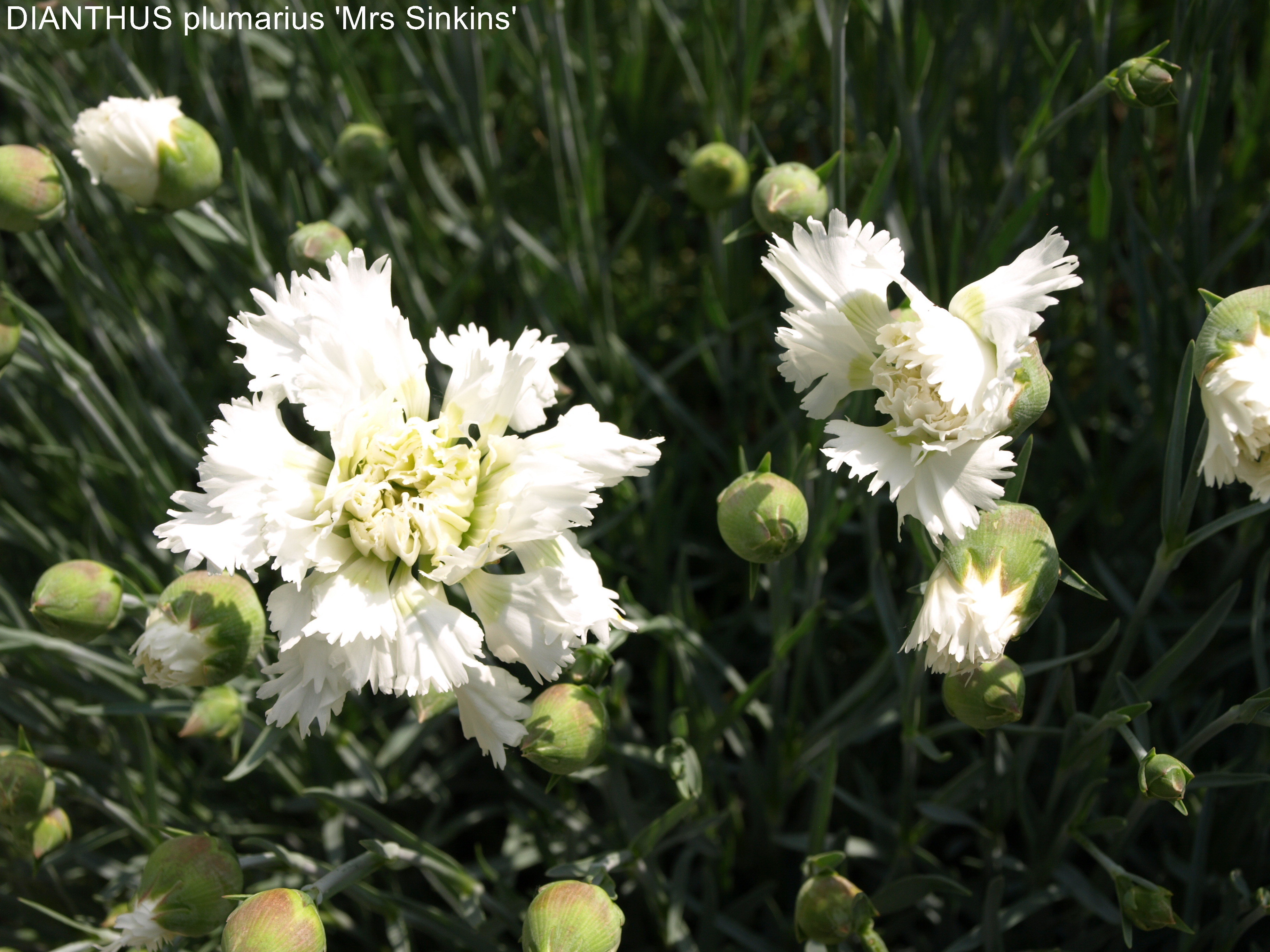 Passion Vivaces Dianthus Pike’s Pink oeillet pot fleur vanille