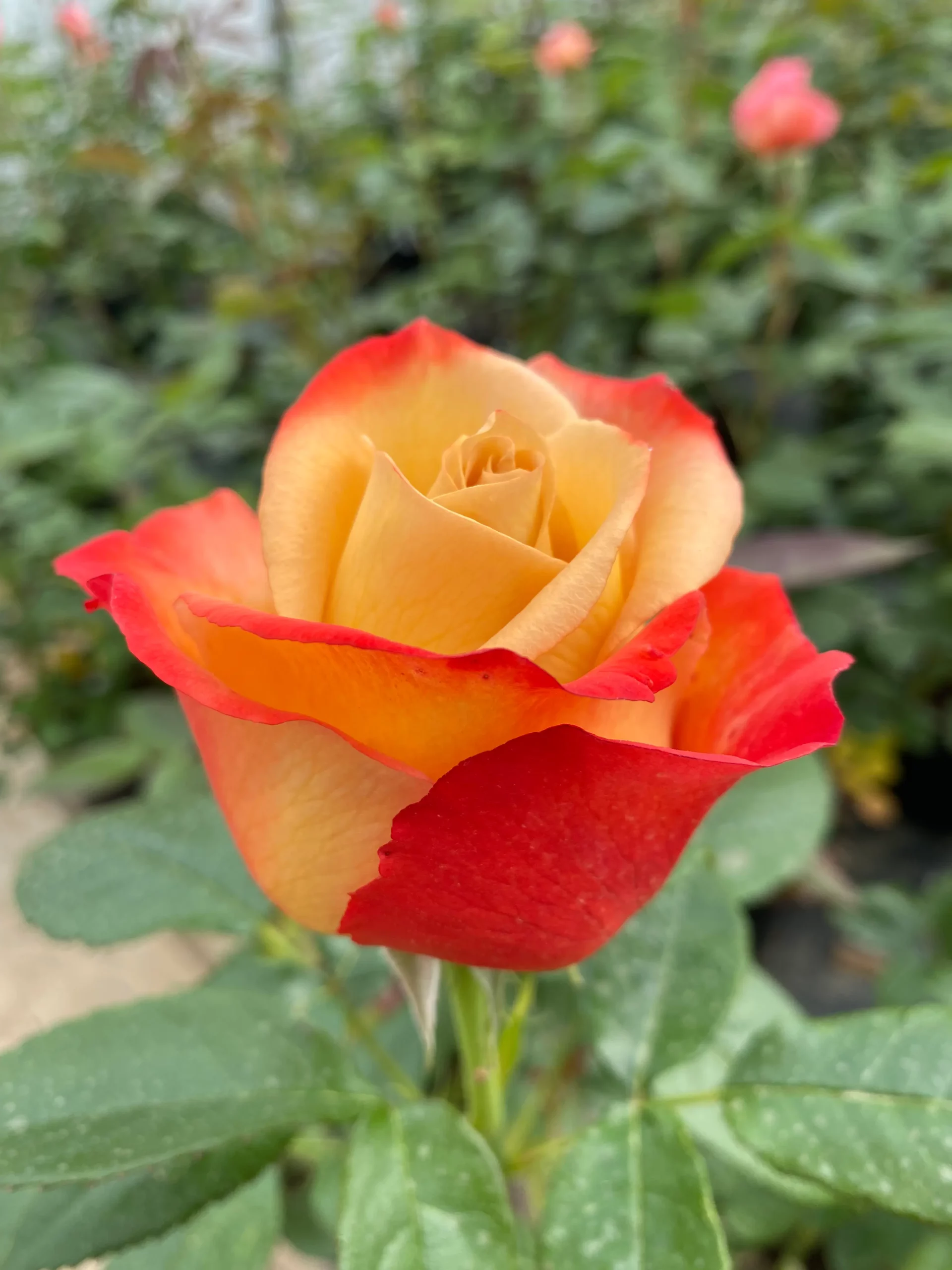 Michel Adam Vendée Impériale rosier buisson orange
