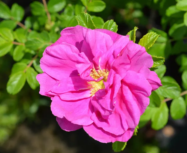 Pépinières Ripoche Rosa Passion Rokoko rosier rugosa rose
