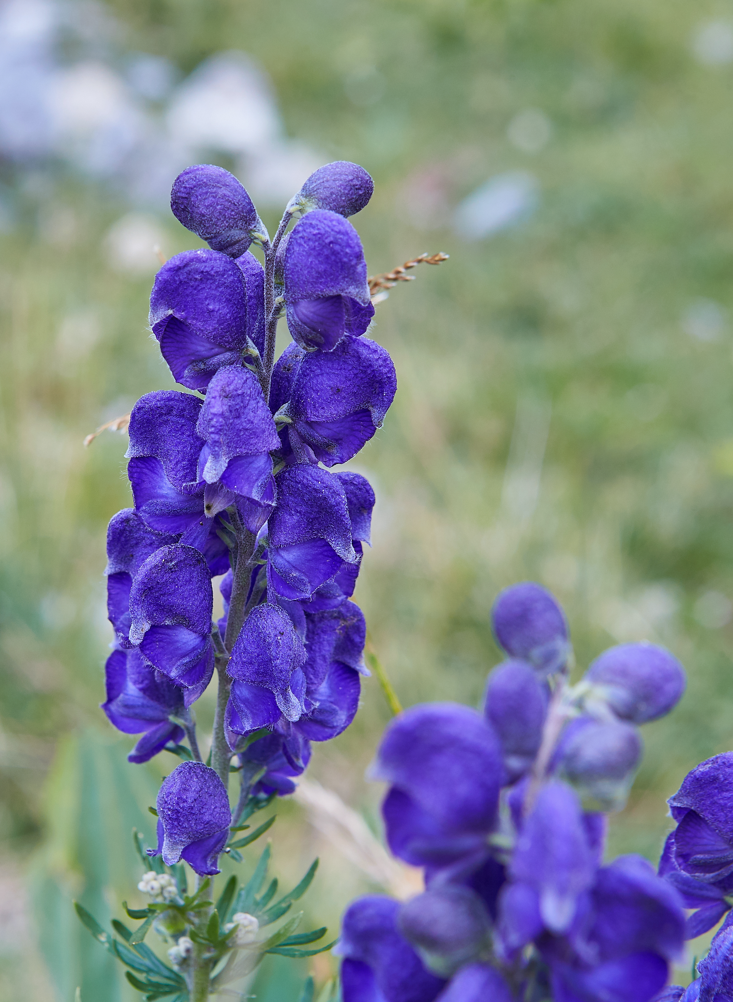 Passion Vivaces Aconitum aconit vivace pot ou godet fleur bleue