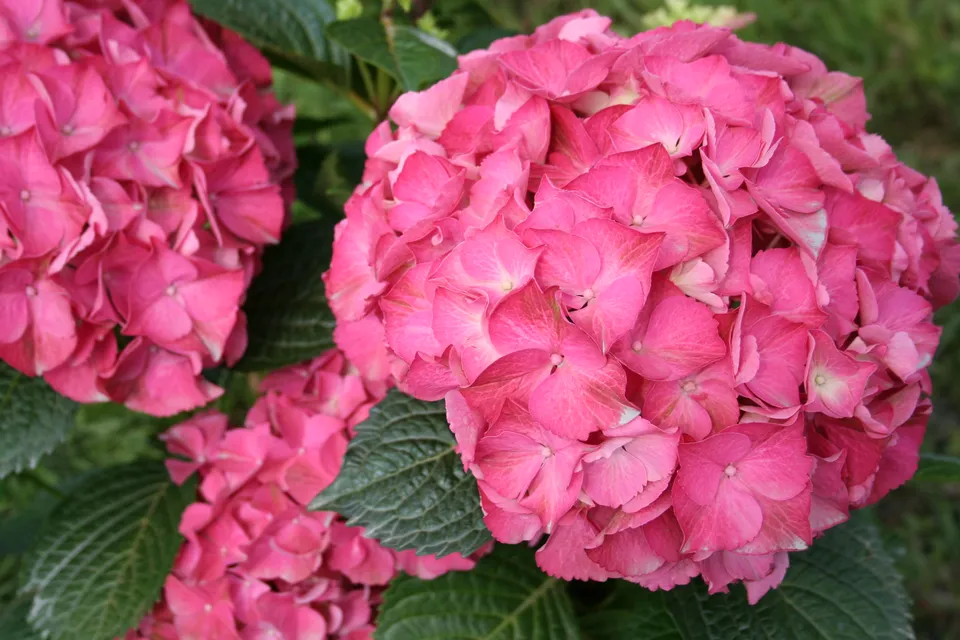Les Hortensias du Haut Bois Harry's Red Hortensia Godet