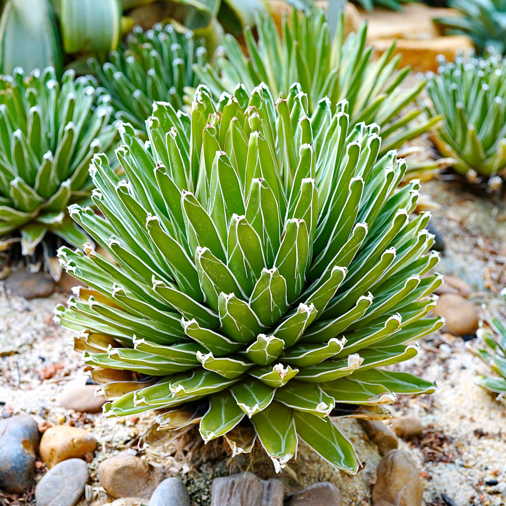 Bakker Agave Reine Victoria plante succulente pot Ø 11cm rocaille