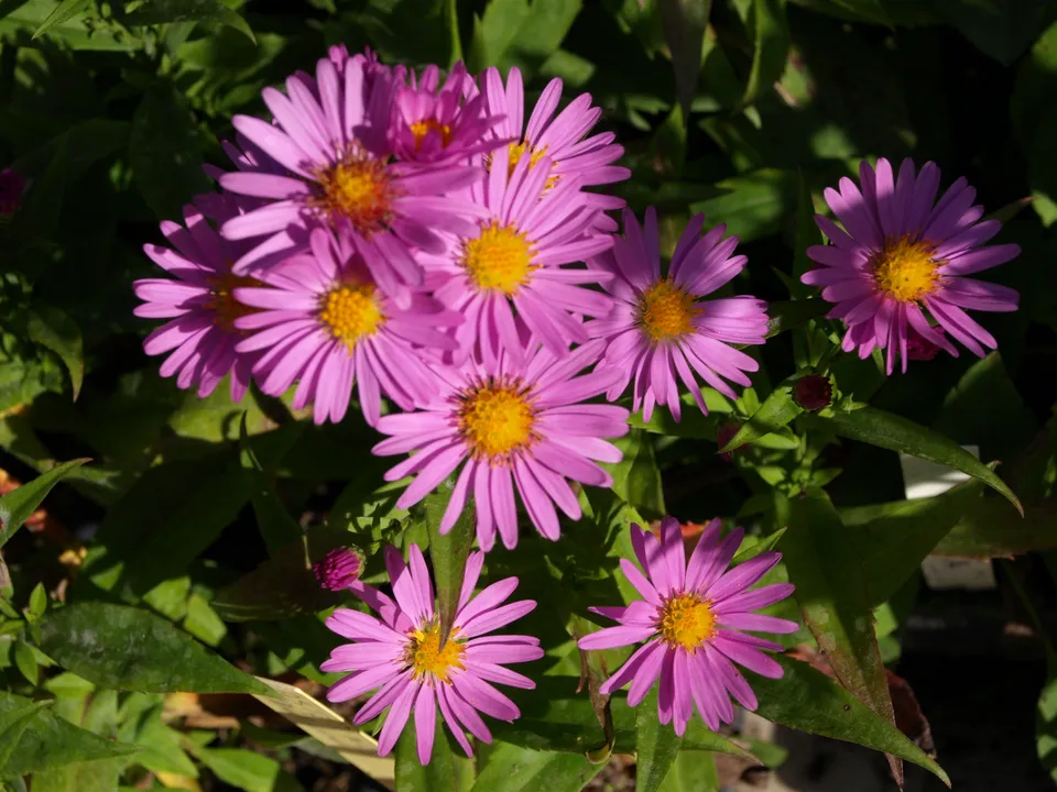 Passion Vivaces ASTER Dietgard plante vivace godet rose