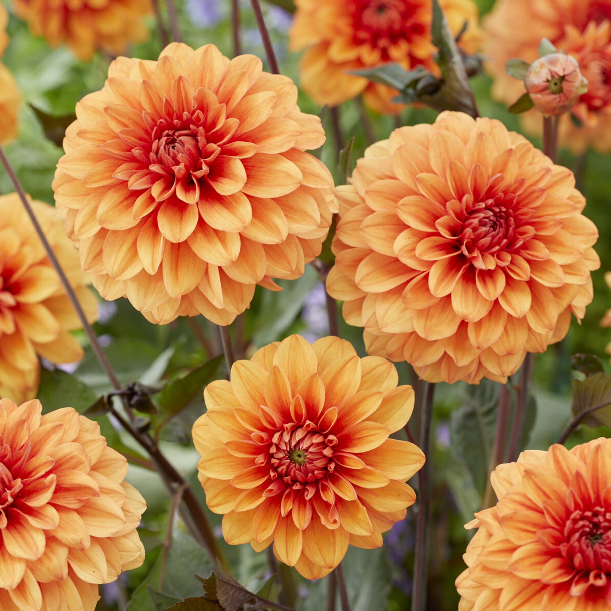 Bakker Dahlia David Howard bulbe calibre I orange 90cm