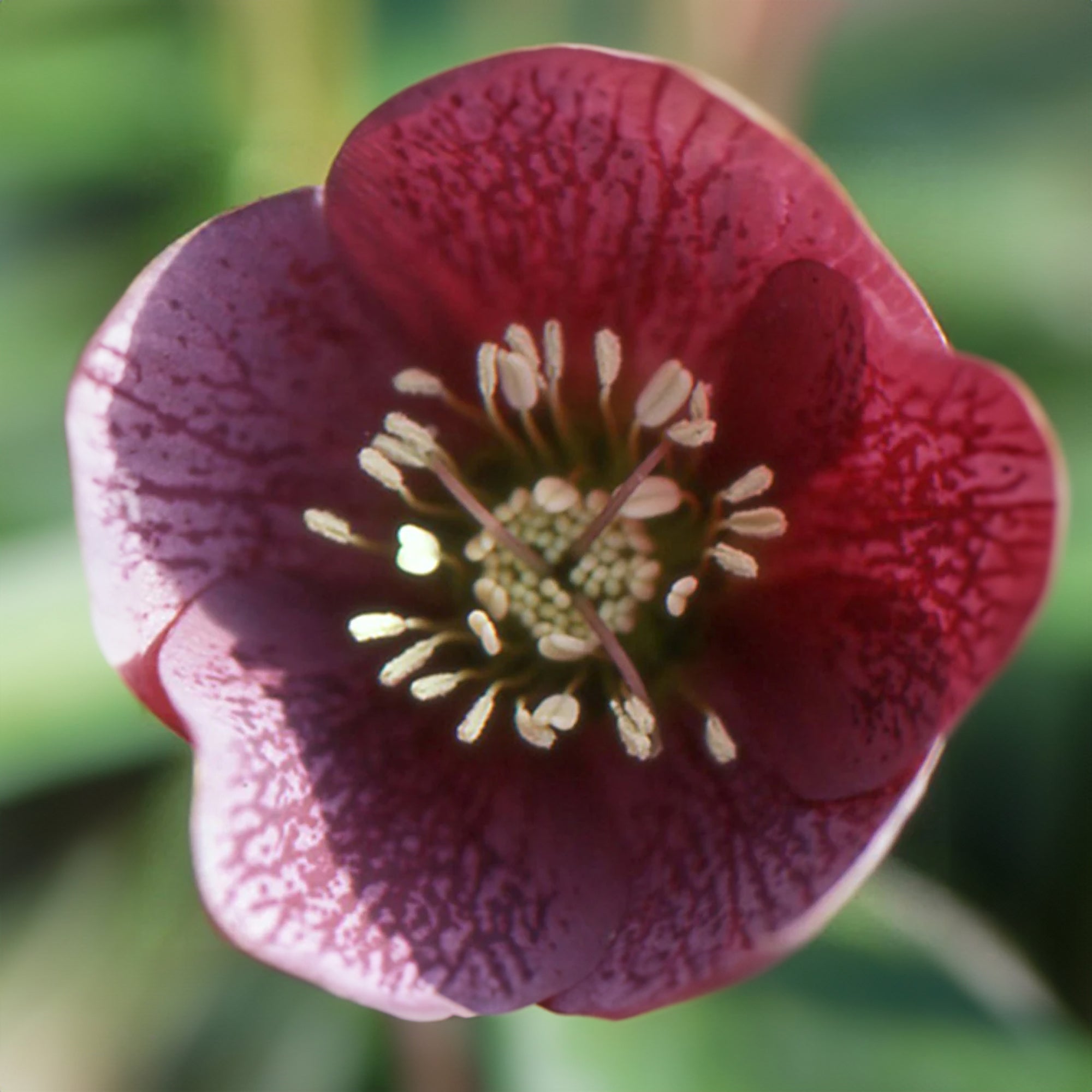 Bakker Hellébore d'Orient Red Hybrids rouge vivace 8 cm