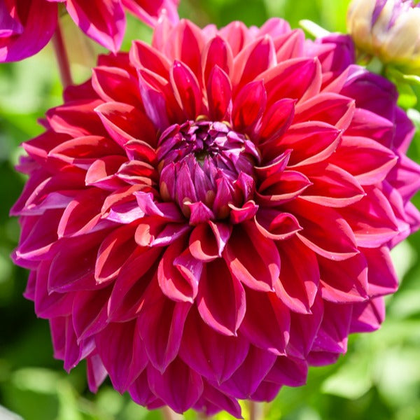 Bakker 5 Grands Dahlias en mélange bulbes calibre I floraison longue
