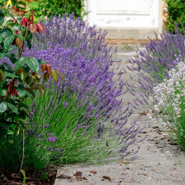 Bakker Lavande Ardèche Lavandula 3 pots Ø10.5cm parfumée