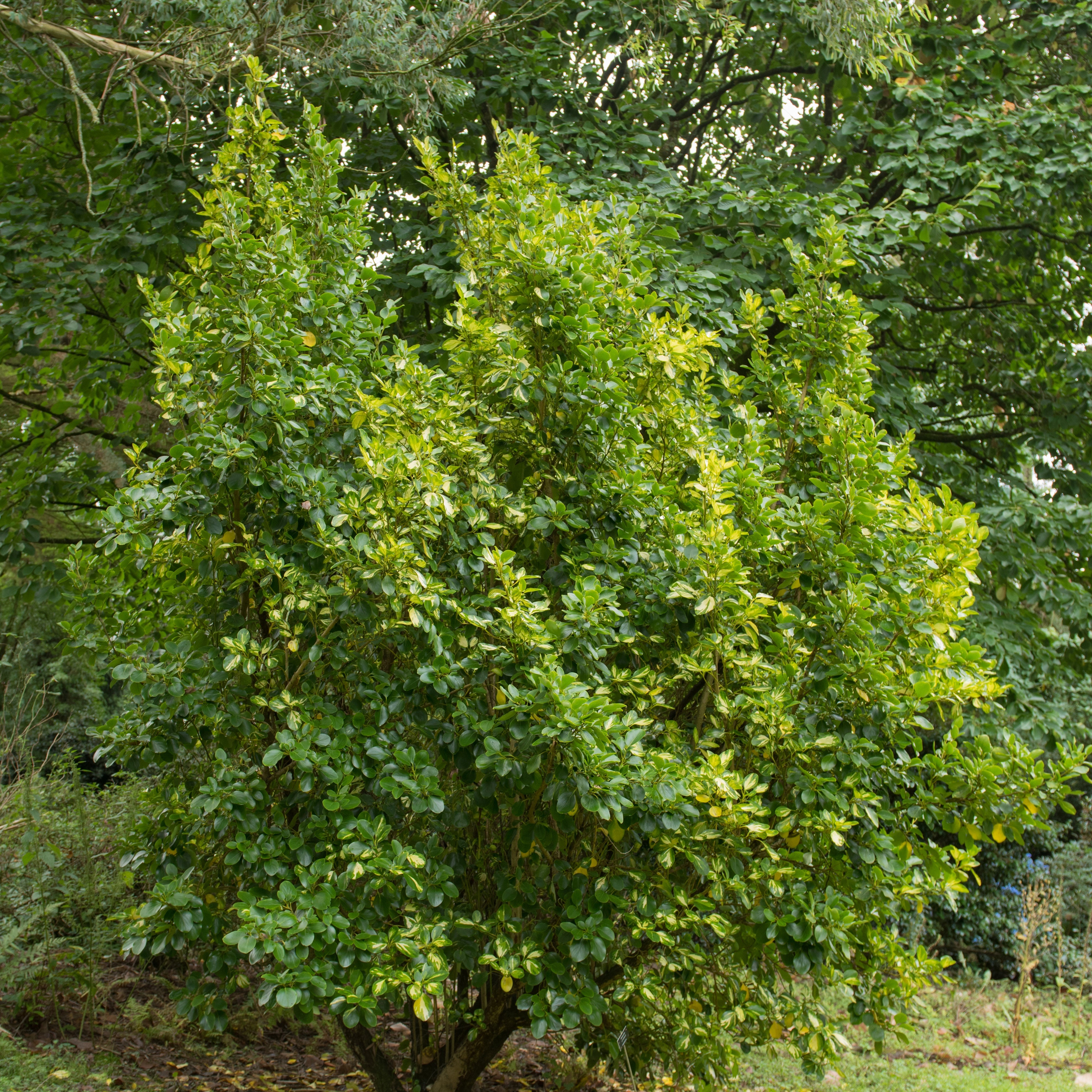 Bakker Griseline du littoral Variegata arbuste pot 2L panaché