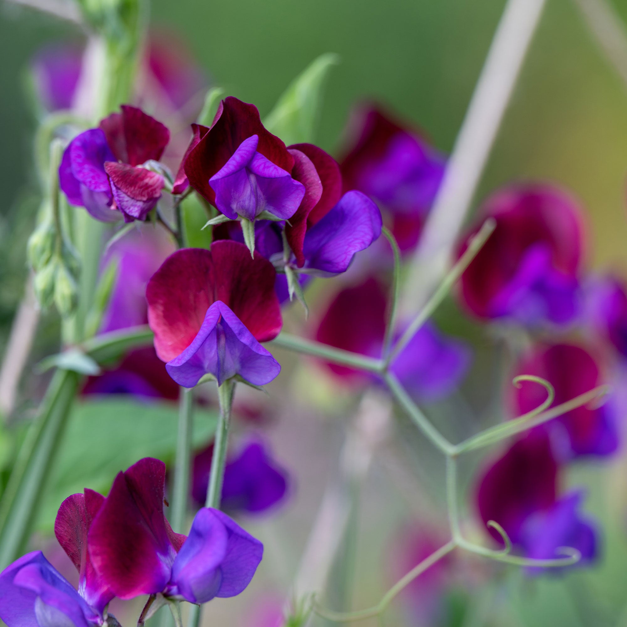 Bakker Pois de senteur Cupani's Original 1699 graine 2.5g violet