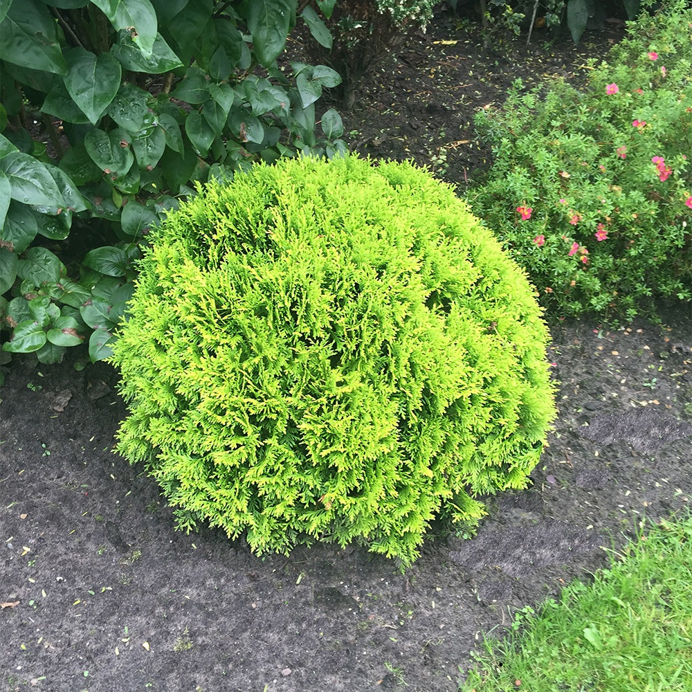 Bakker Thuya du Canada Mirjam conifère boule pot Ø9 cm