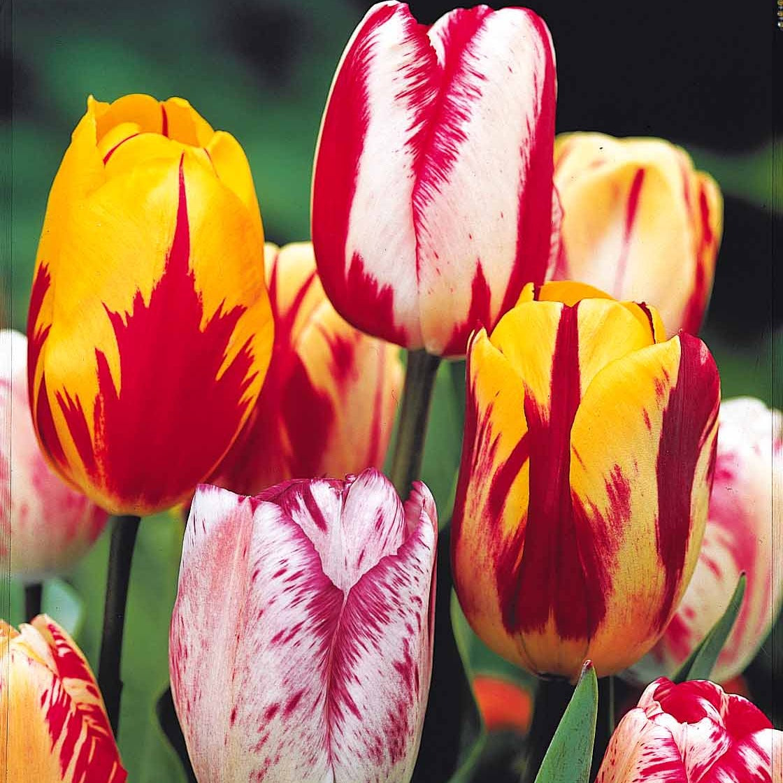 Bakker Tulipes Flammées bulbes sachet 20 mélange bicolore