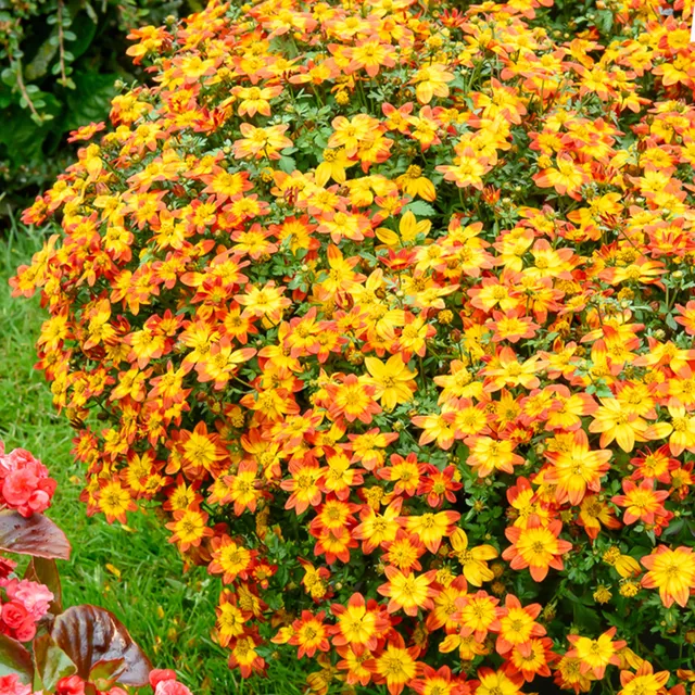 Bakker Terrasses Bidens Blazing Glory plante pot 10,5cm jaune