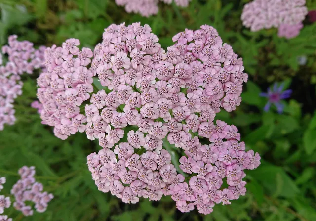 Passion Vivaces Achillea millefolium Jacqueline plante vivace jardin