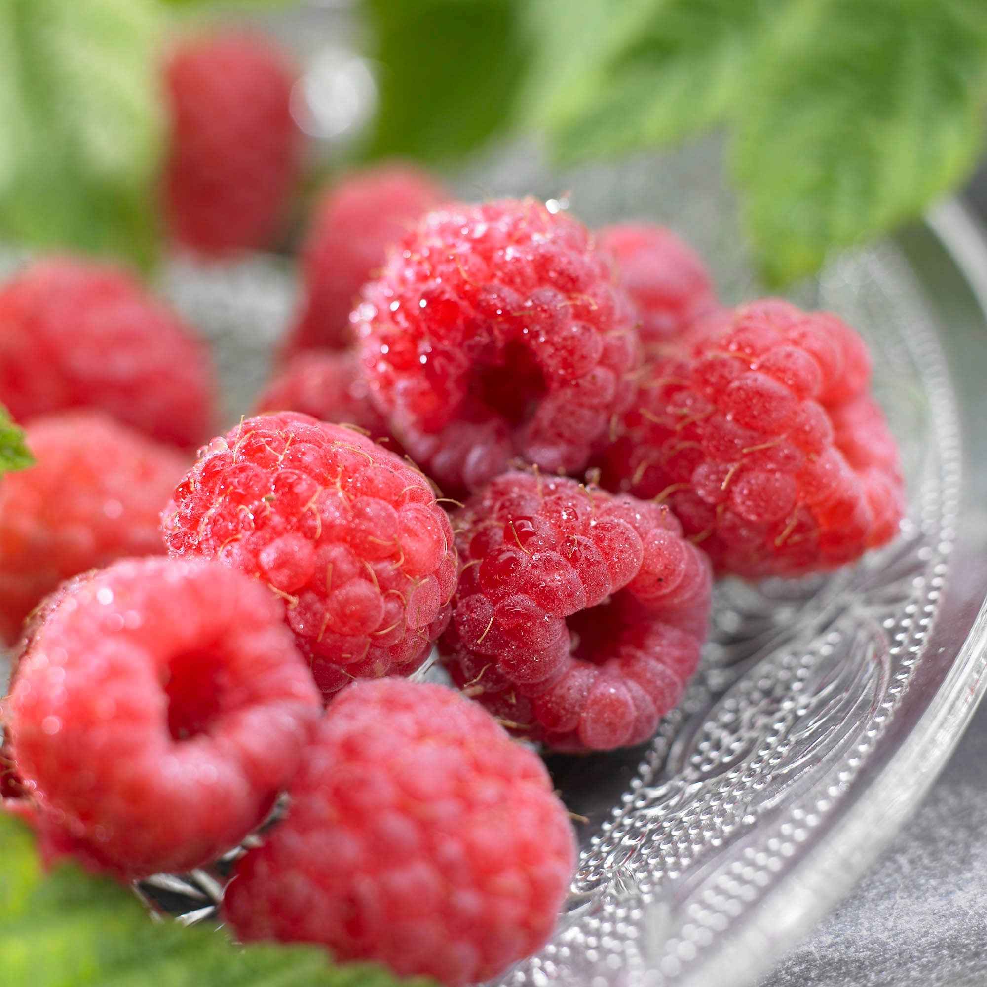 Bakker Fruitiers Framboisier Malling Promise framboisier pot 2L non-remontant