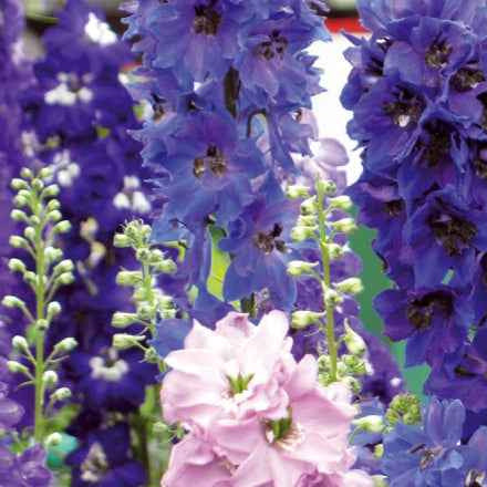 Bakker Round Table Series delphinium mélange sachet 130 graines