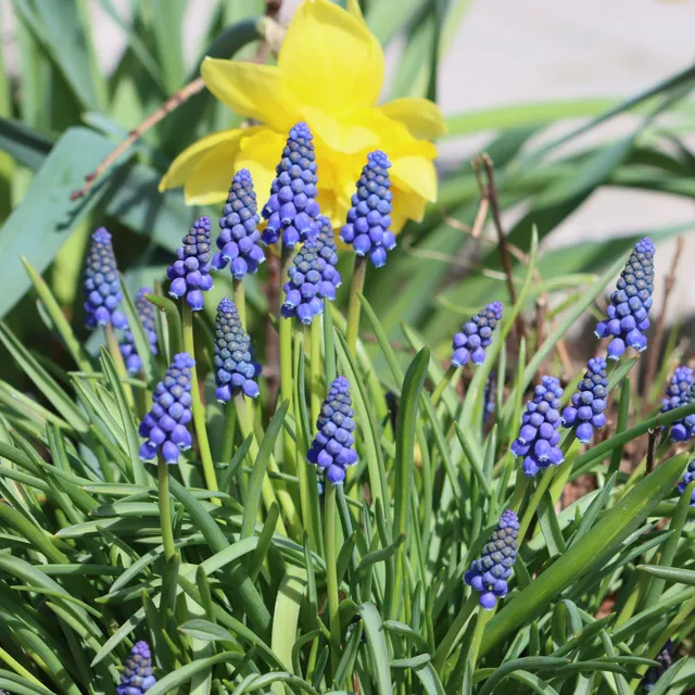 Bakker Muscaris bleus bulbes sachet 10 bulbes floraison mars