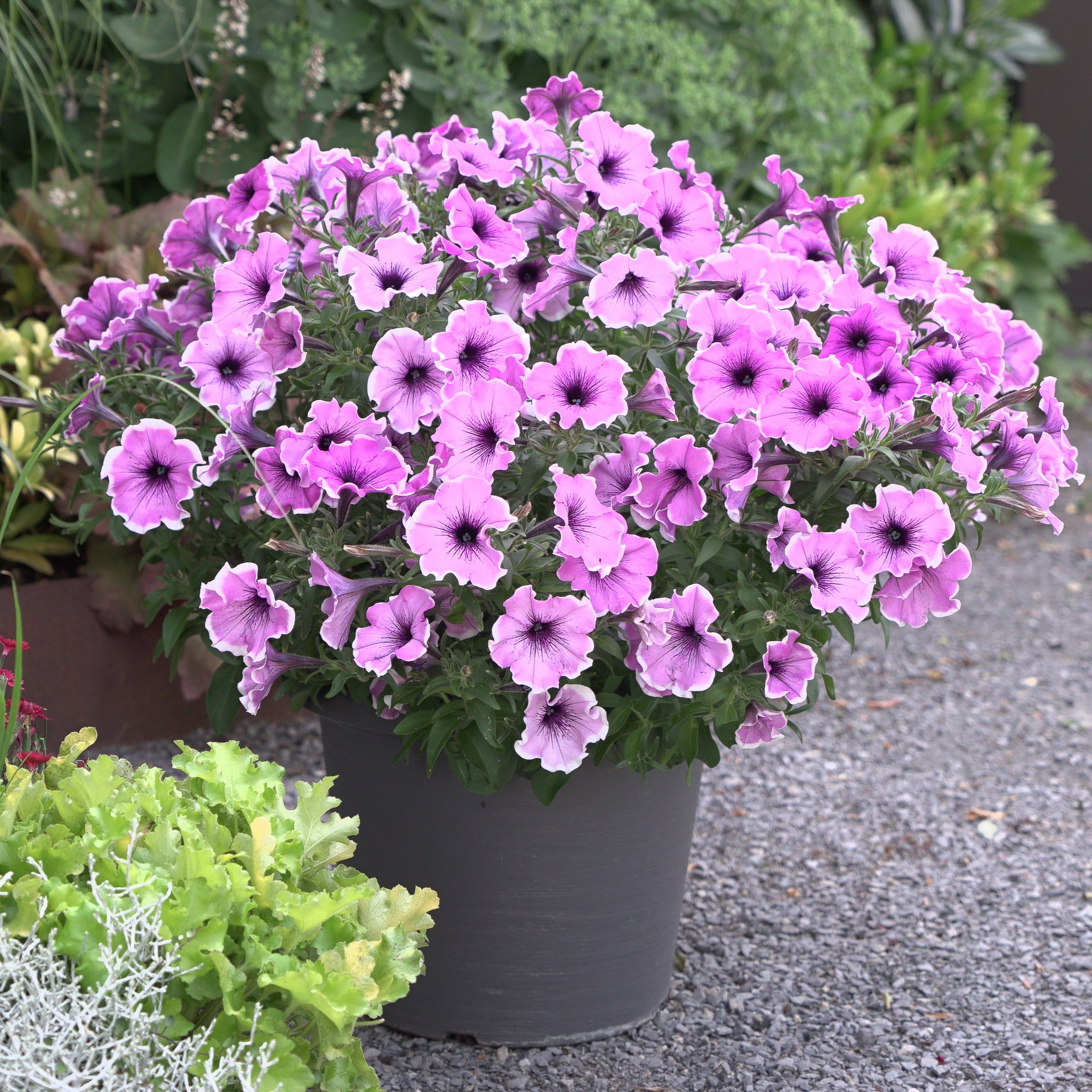 Bakker Pétunias Lavender Blush fleur lot 3 pots 10,5cm violet