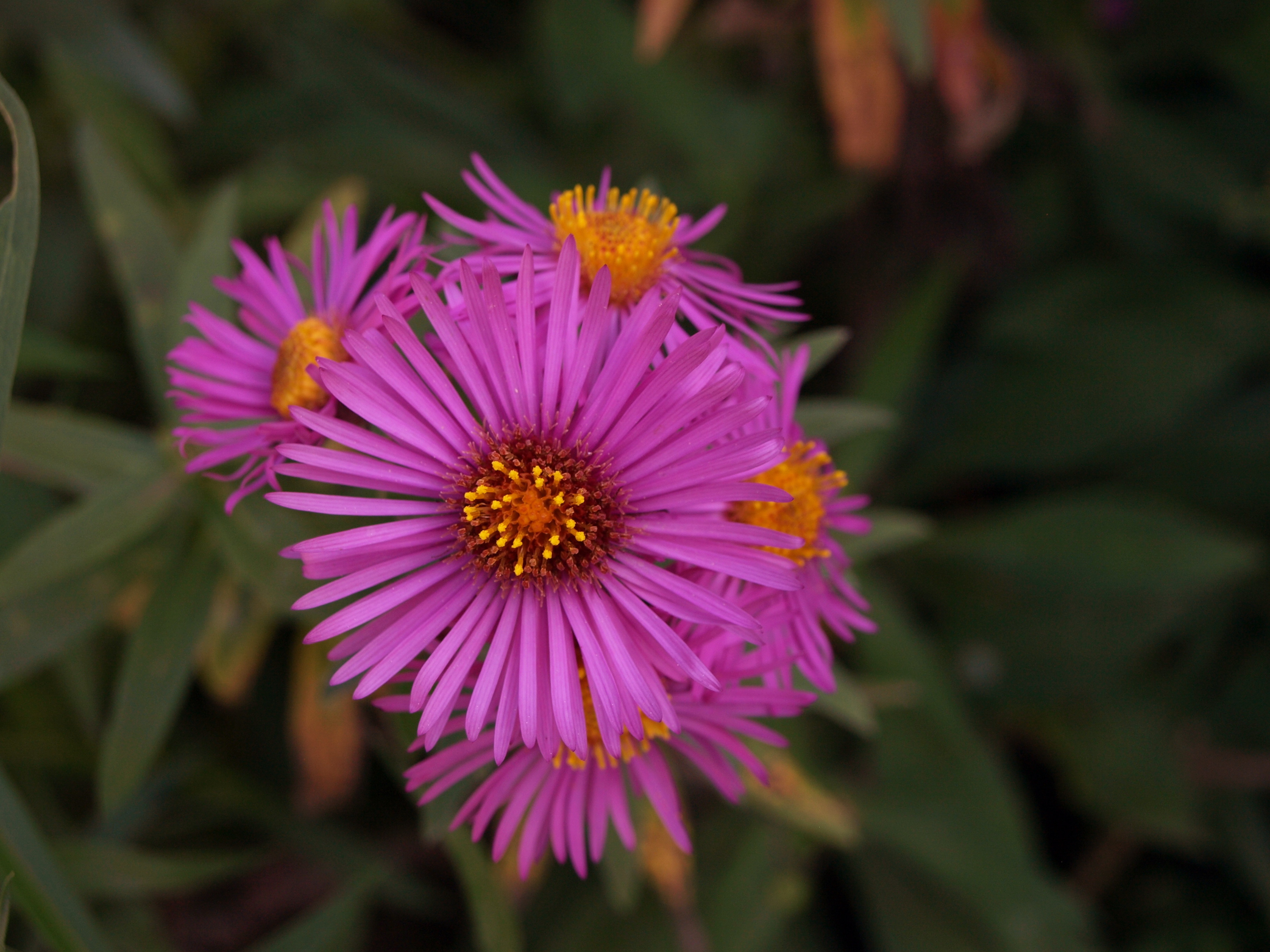 Passion Vivaces Aster novae-angliae Wineflower plante godet vin