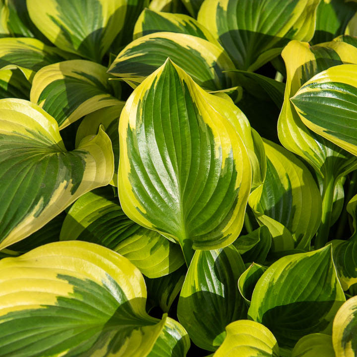 Bakker Hosta Queen Josephine vivace pot Ø9cm ombre panaché