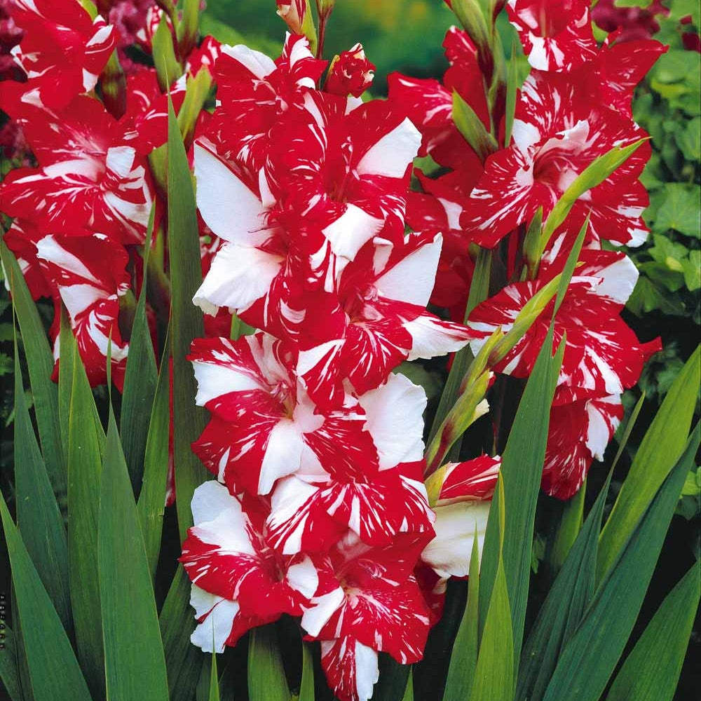 Bakker Glaïeuls Zizanie bulbe rouge sachet 25 circonférence 10-12
