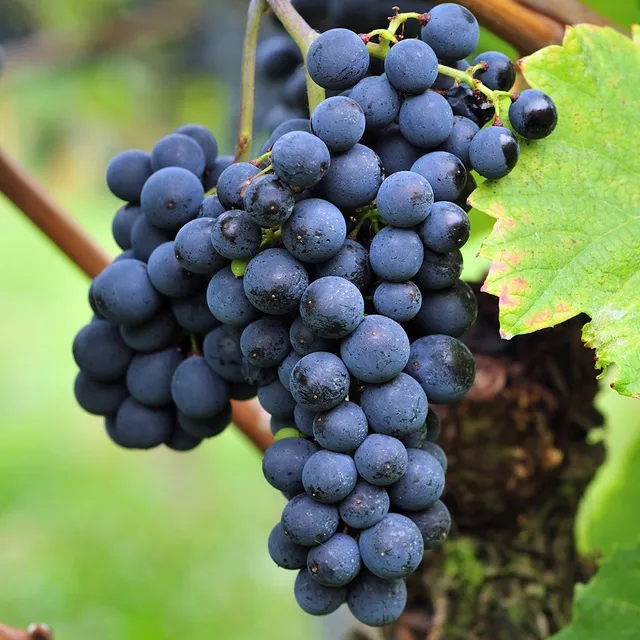 Bakker Triomphe d'Alsace vigne pot 2L raisin bleu