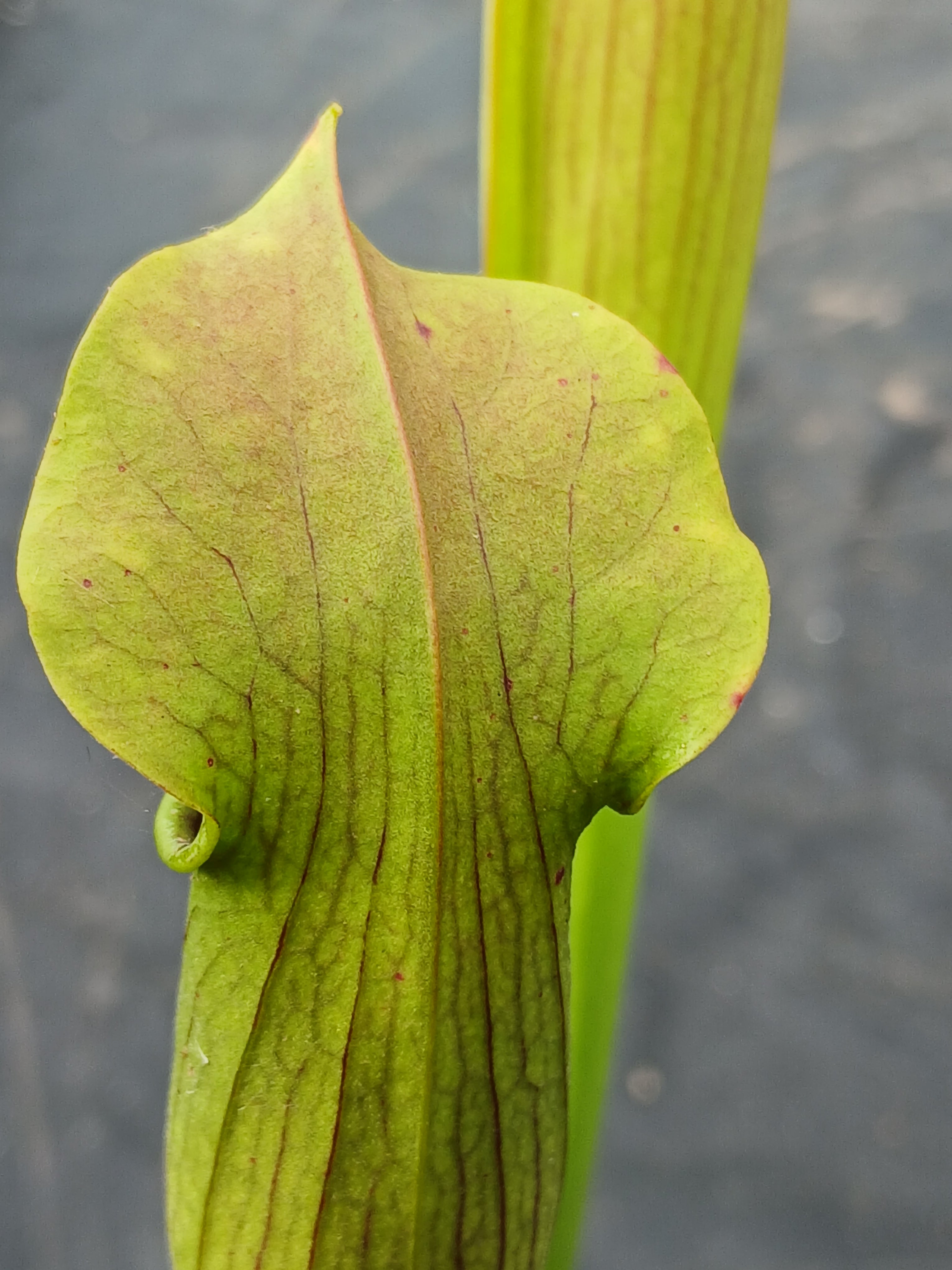 Carniflore Sarracenia rubra wherryi plante carnivore fleur rose 30cm