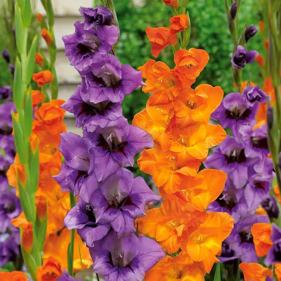 Bakker Glaïeuls orange et lilas sachet 20 bulbes
