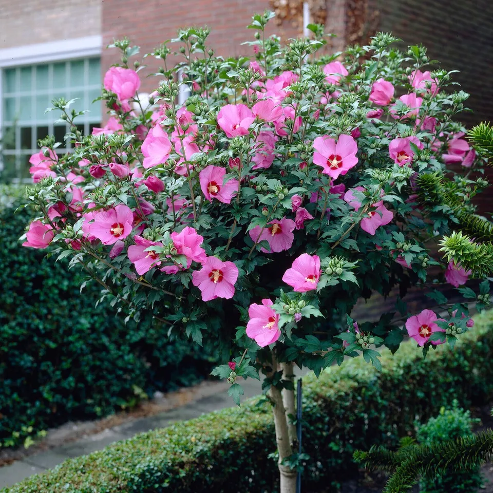 Bakker Hibiscus syriacus sur tige arbuste fleurs roses motte
