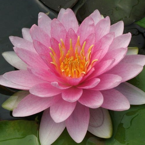 Bakker Hollandia Nénuphar Plante de Bassin Pot 9cm Rose