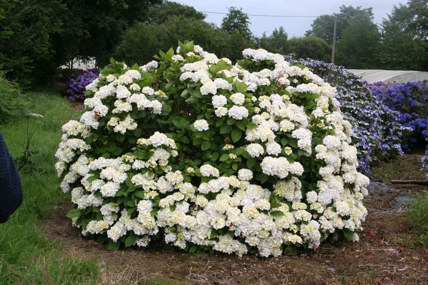 Les Hortensias du Haut Bois Madame Gilles Goujon hortensia boule