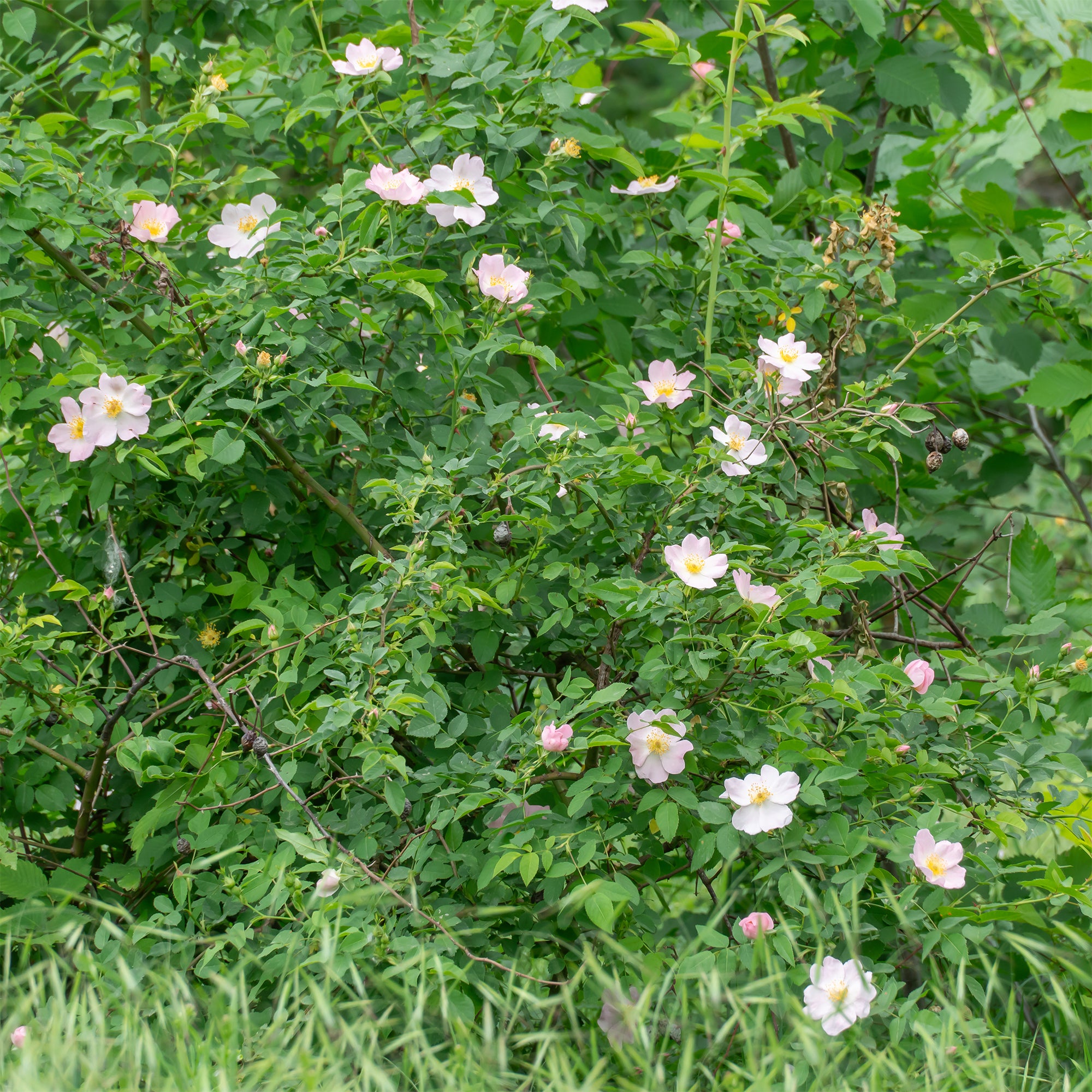Bakker Eglantier Odorant rosier pot 3L fleurs roses parfumées