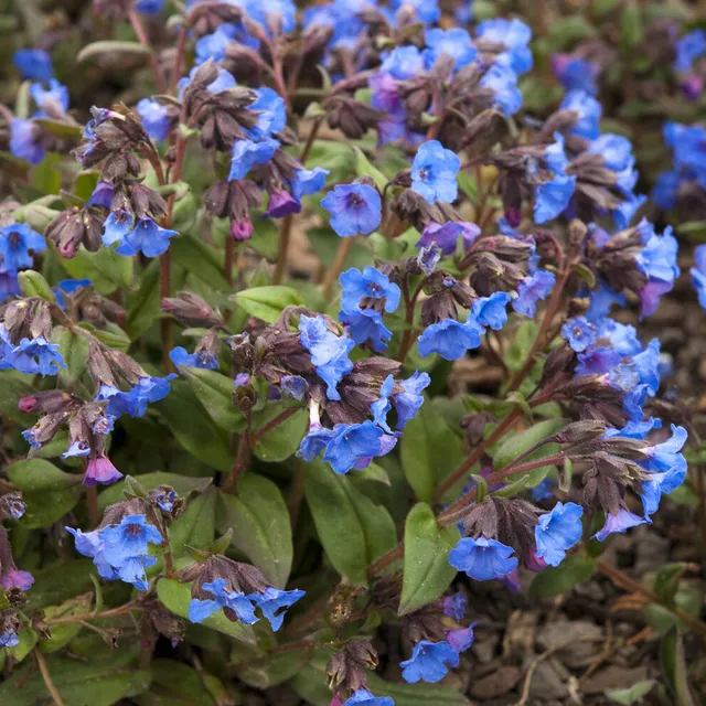 Bakker Blue Ensign pulmonaire bleue pot 9cm