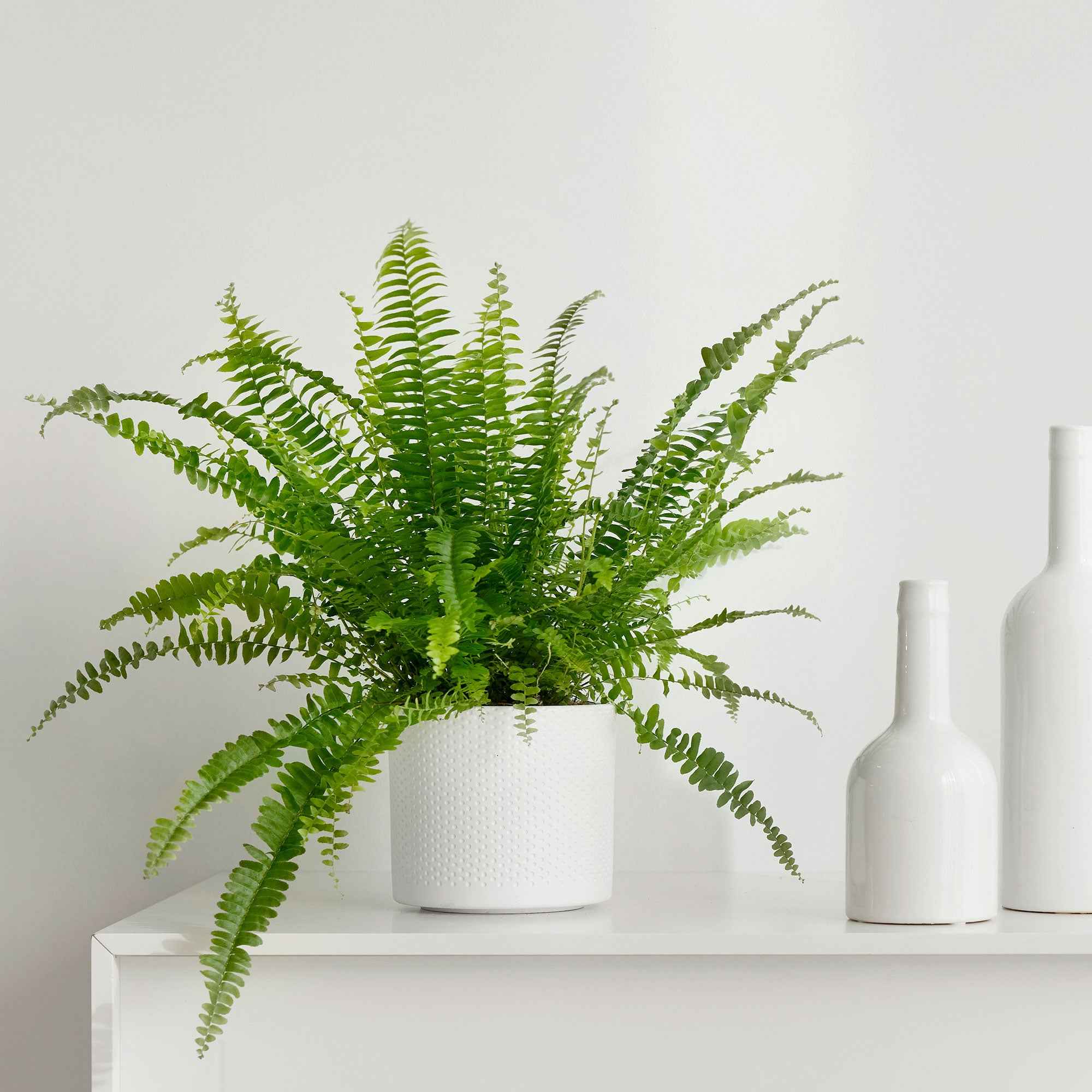 Bakker Fougère de Boston Green Lady plante verte pot 12cm
