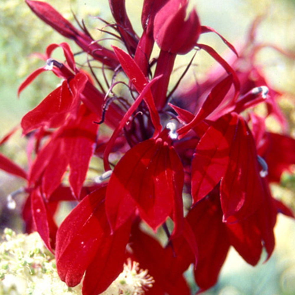 Bakker Plantes vivaces Lobelia Russian Princess vivace pot 8cm fleurs rouges