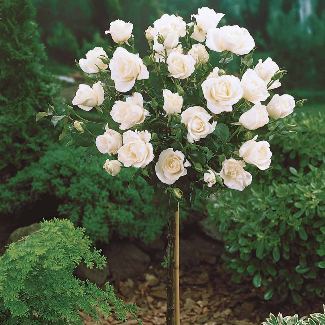 Bakker Rosier sur tige Korbin racine nue blanc tige 90-100cm